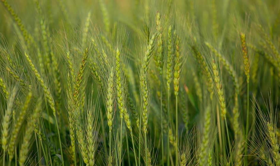 Яровая пшеница: весенний цикл работы
