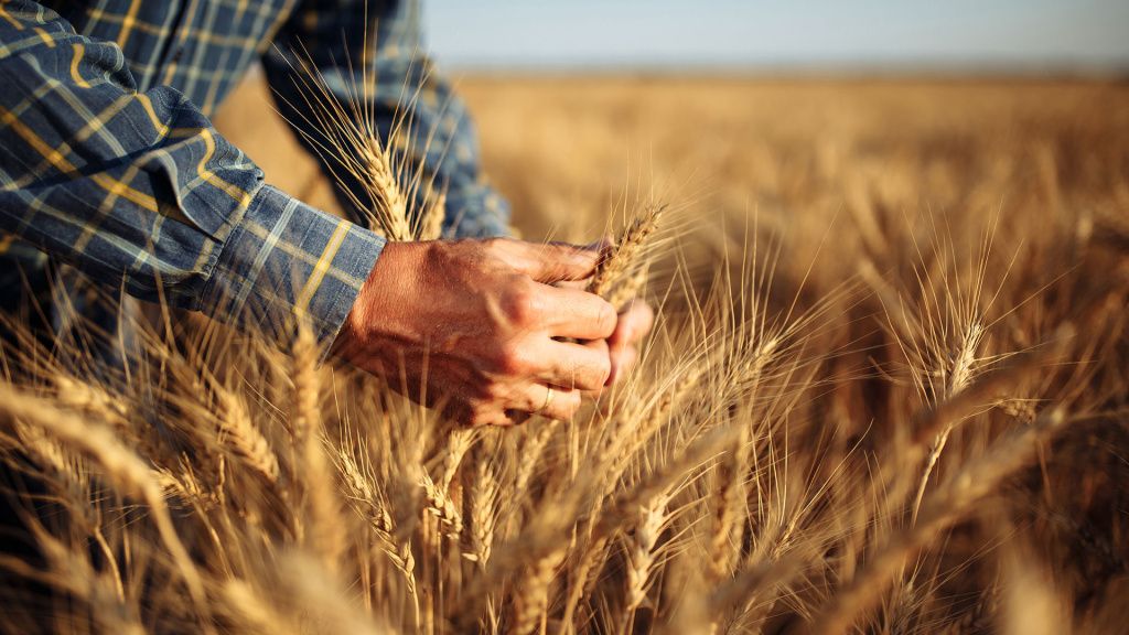 фото: История появления пшеницы