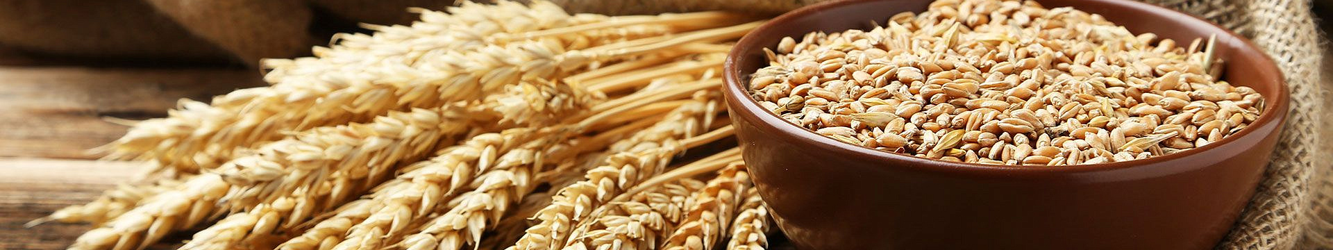 История появления пшеницы
