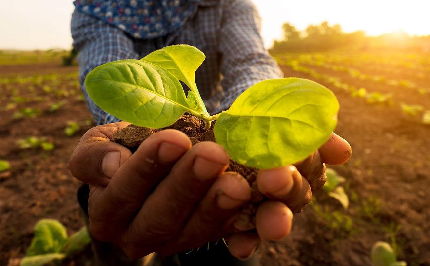 Пестициды в сельском хозяйстве: классификация и использование Часть 2