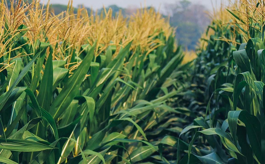 Технологические исследования процесса приготовления диспергированных кормовых смесей на основе плющеной кукурузы